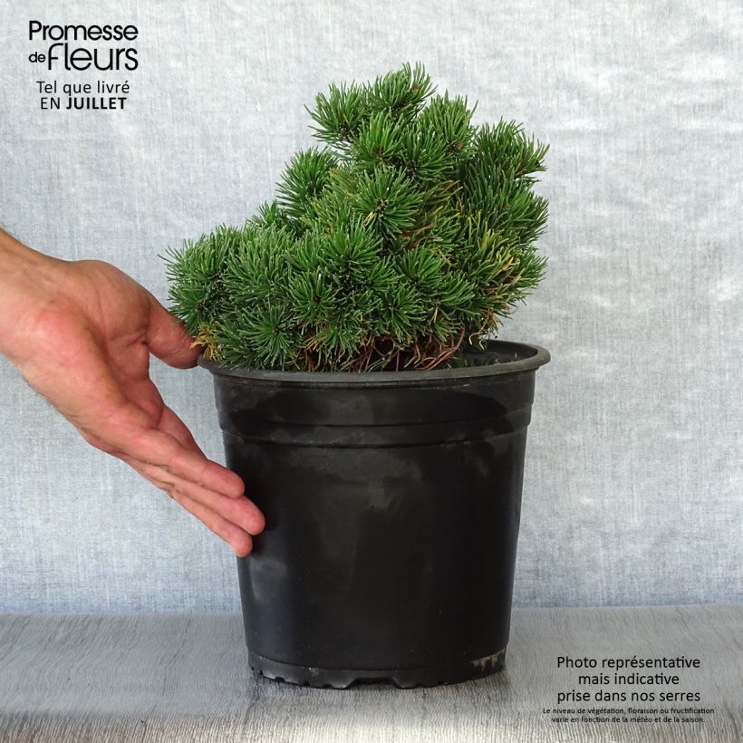 Spécimen de Pinus mugo Picobello - Pin nain des montagnes Pot de 4L/5L tel que livré en été