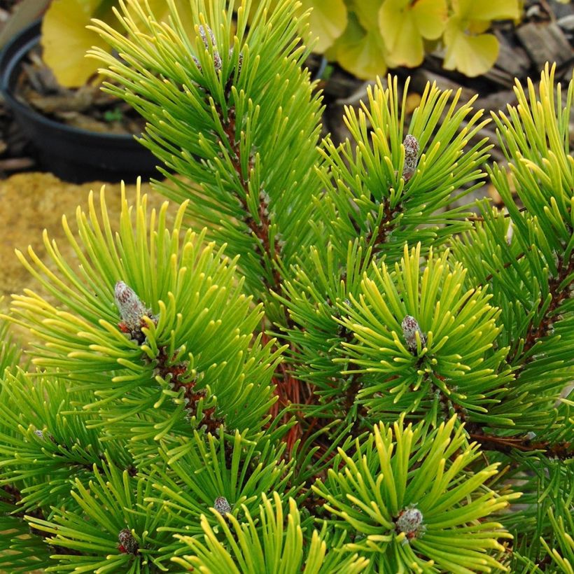 Pinus mugo Winter Gold - Pin de montagne nain doré (Feuillage)