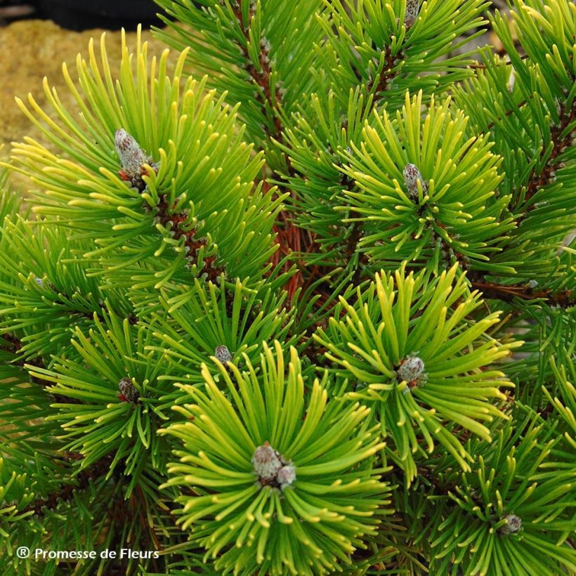 Pinus mugo Winter Gold - Pin de montagne nain doré (Récolte)