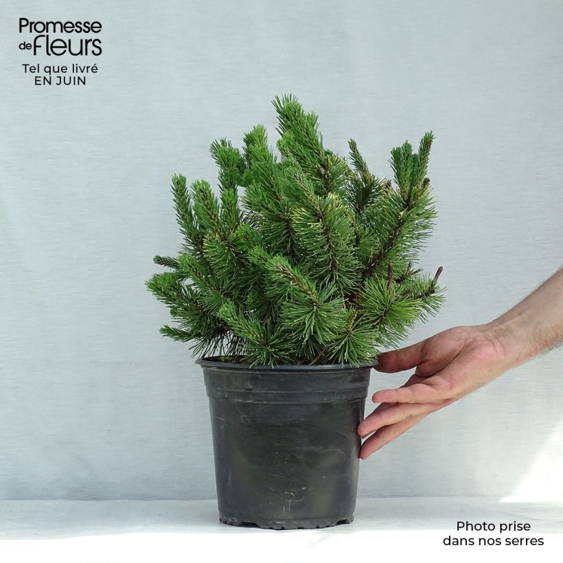 Spécimen de Pinus mugo Winter Gold - Pin de montagne nain doré Pot de 4L/5L tel que livré en été