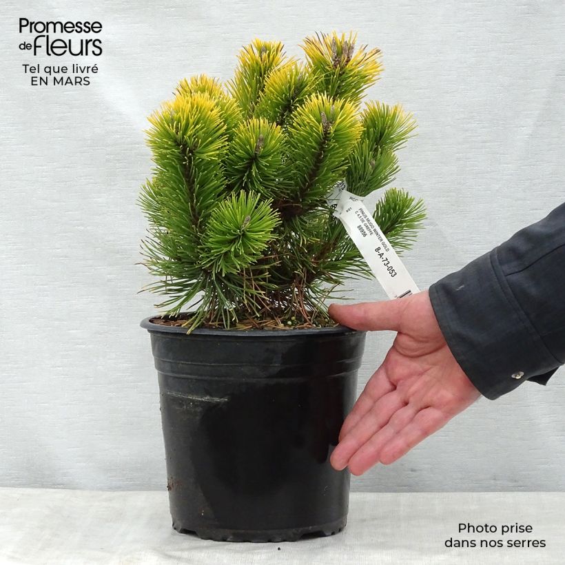 Spécimen de Pinus mugo Winter Gold - Pin de montagne nain doré en pot de 4/5L tel que livré au printemps