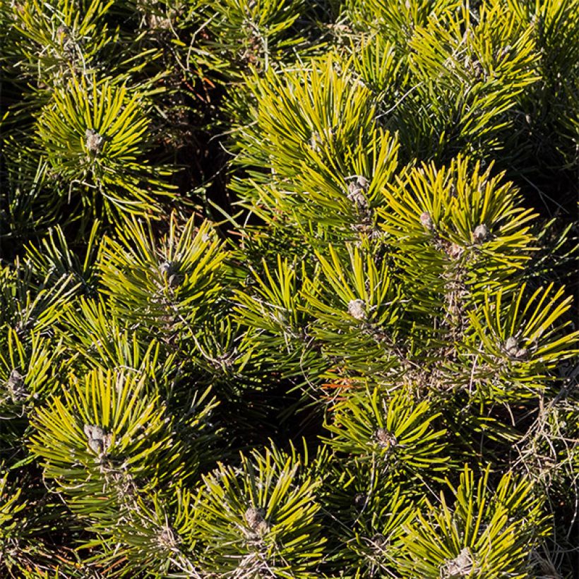 Pinus mugo pumilio - Pin de montagne (Feuillage)