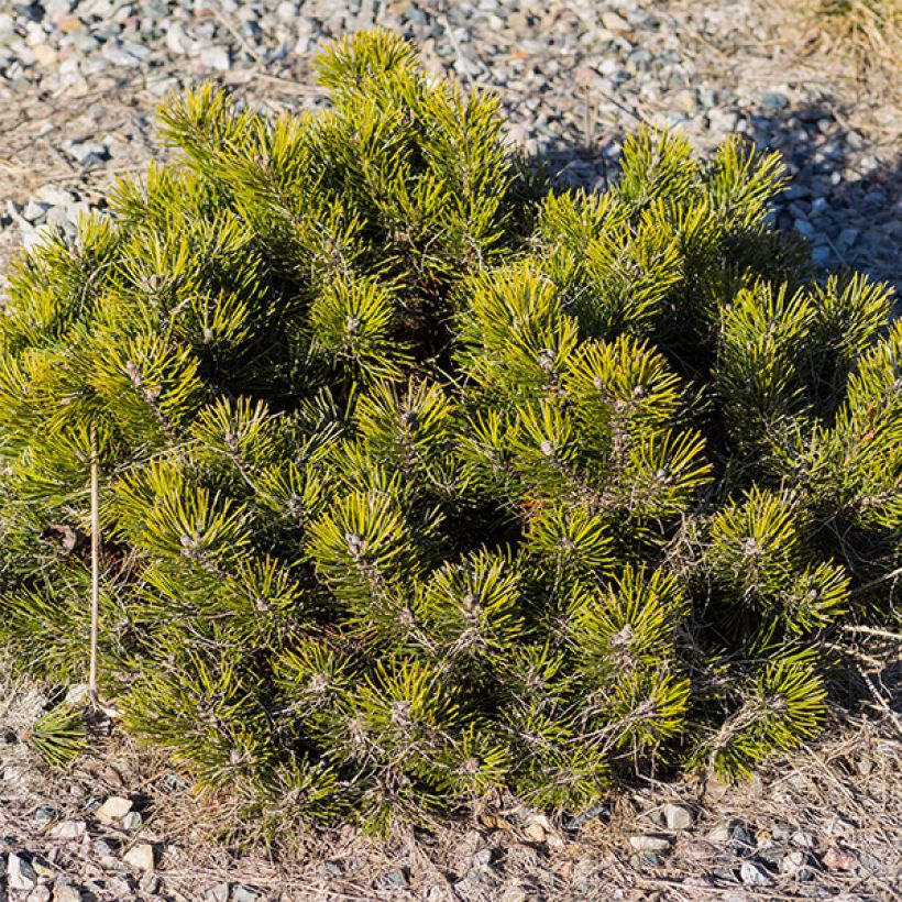 Pinus mugo pumilio - Pin de montagne (Port)