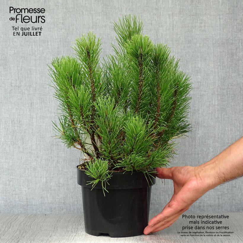Spécimen de Pinus mugo pumilio - Pin de montagne Pot de 2L/3L tel que livré en été