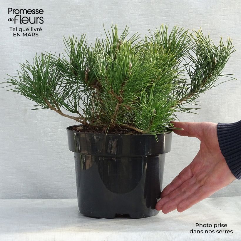 Spécimen de Pinus mugo pumilio - Pin de montagne tel que livré en printemps