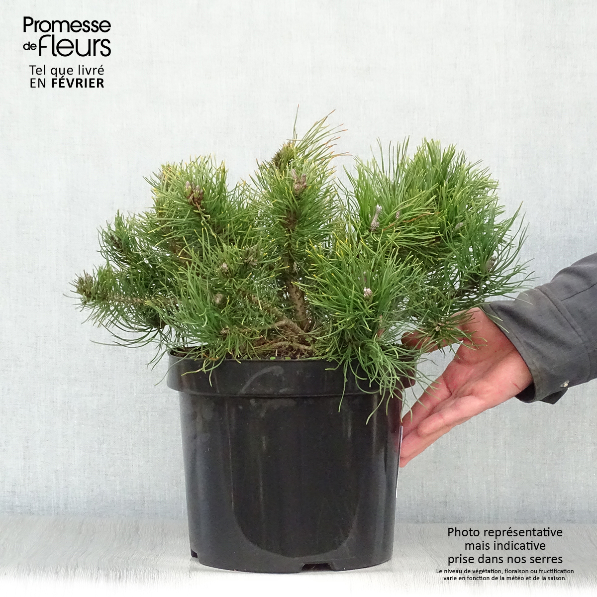 Graines De Pin De Montagne (Pinus Mugo) - Lot De 30 Graines - Conifère Nain Résistant Au Froid - Pour Jardin Rocaille Ou Bonsaï