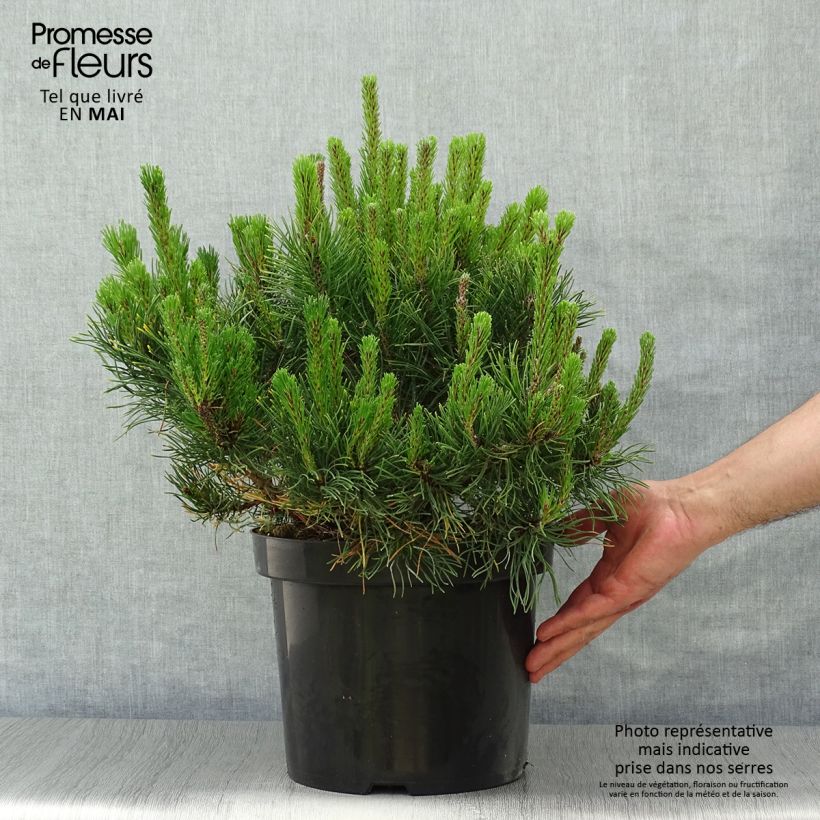 Spécimen de Pinus mugo pumilio - Pin de montagne tel que livré en printemps