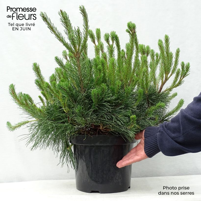 Spécimen de Pinus mugo pumilio - Pin de montagne Pot de 7,5L/10L tel que livré en été