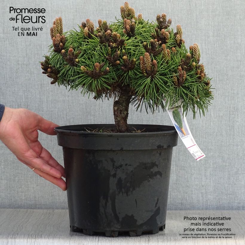 Spécimen de Pinus nigra Agnes Brégeon - Pin noir  Pot de 6L tel que livré au printemps