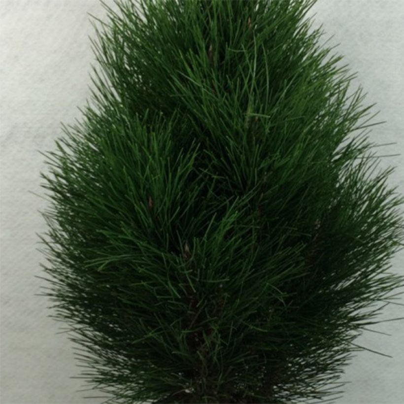 Pinus nigra Green Tower - Pin noir                          (Feuillage)