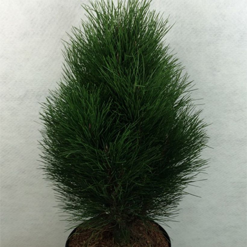 Pinus nigra Green Tower - Pin noir                          (Port)