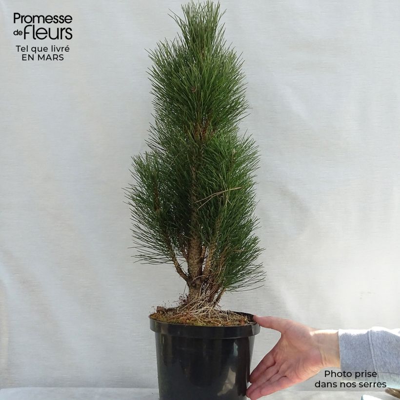 Spécimen de Pinus nigra Green Tower - Pin noir                          tel que livré au printemps