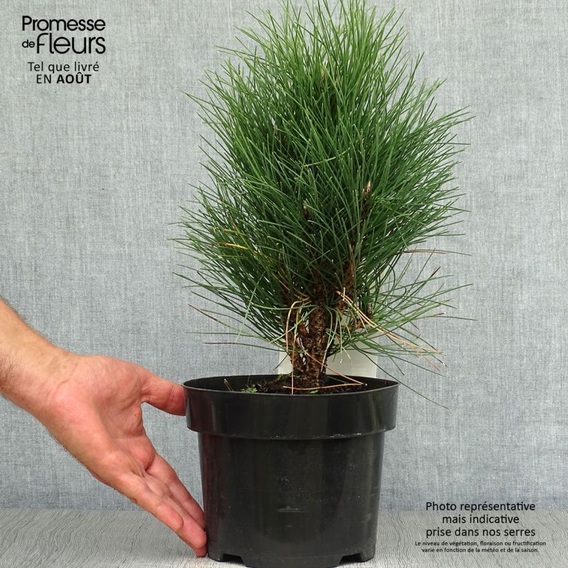 Example of Pinus nigra Green Tower - Pin noir                          as you get in ete