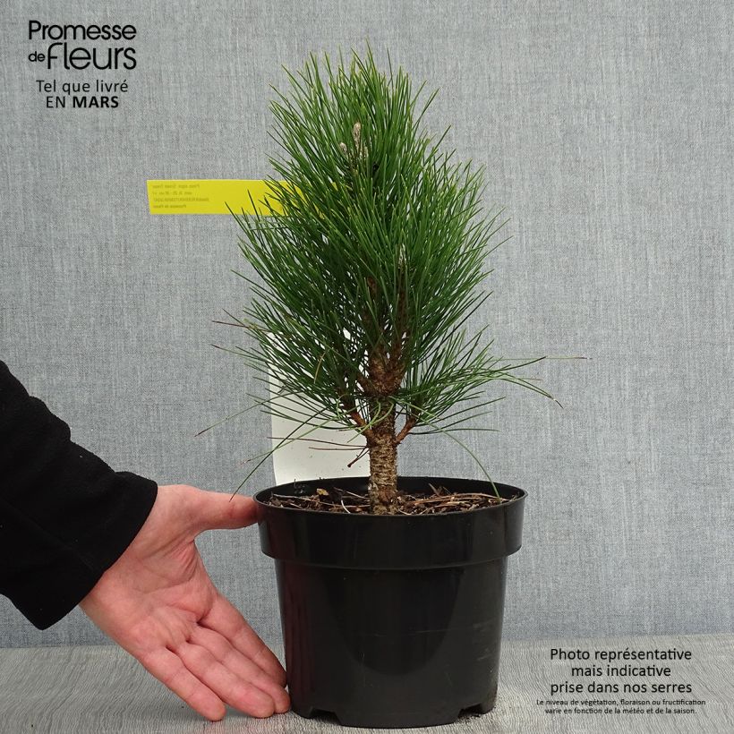 Spécimen de Pinus nigra Green Tower - Pin noir                          tel que livré en hiver