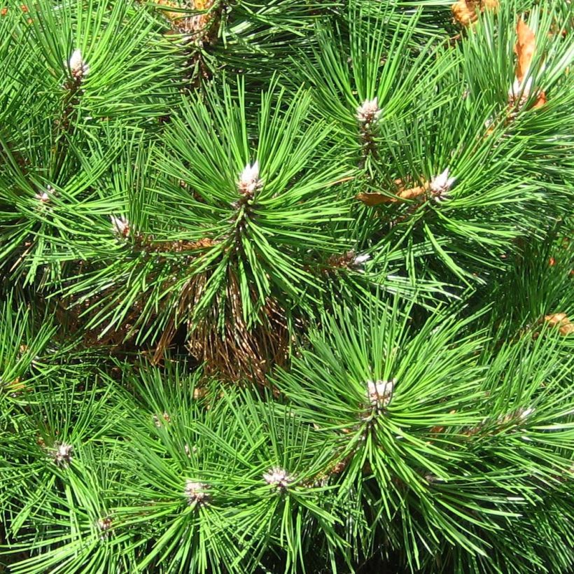 Pin noir nain - Pinus nigra Nana (Feuillage)