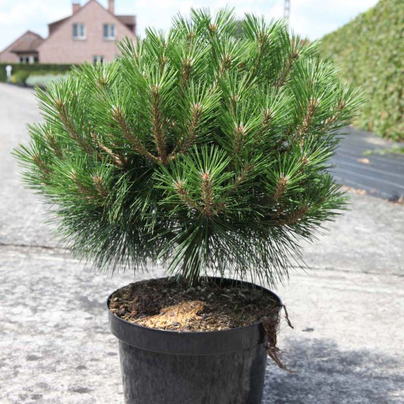 Pinus nigra Pierrick Brégeon  - Pin noir (Port)