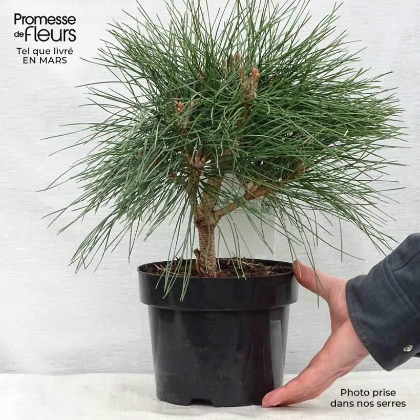 Spécimen de Pinus nigra Pierrick Brégeon  - Pin noir tel que livré au printemps