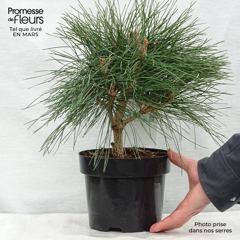 Spécimen de Pinus nigra Pierrick Brégeon  - Pin noir Pot de 2L/3LHauteur livrée env. 20/30cm tel que livré au printemps