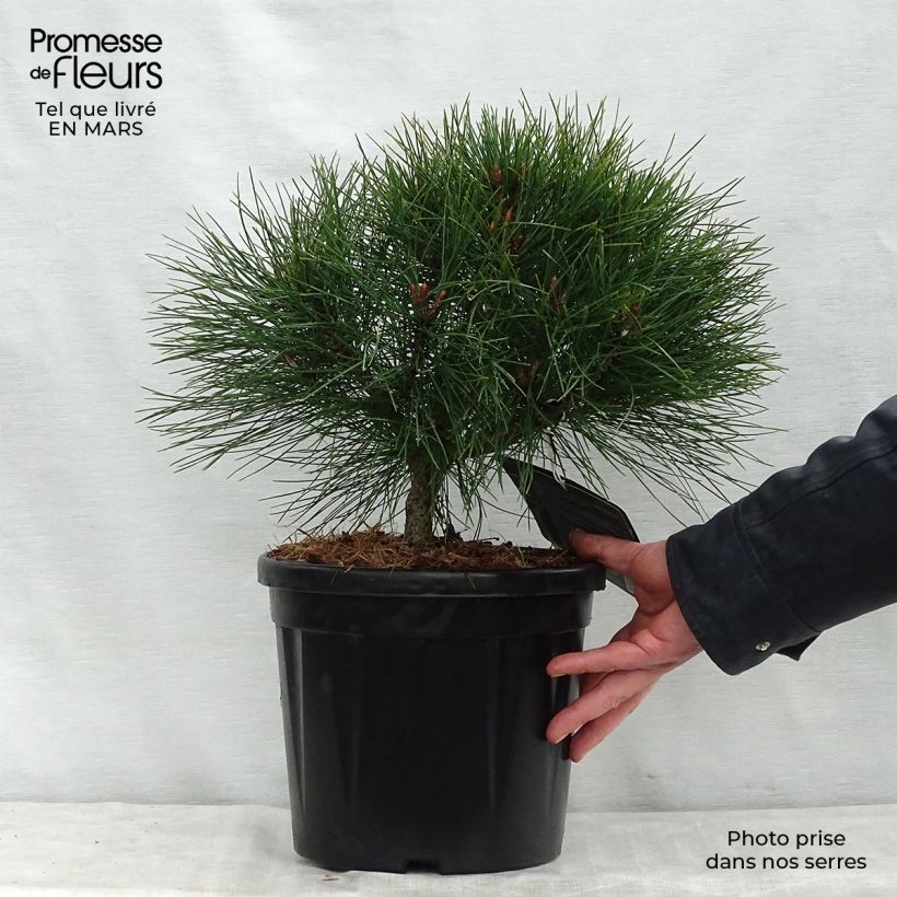 Spécimen de Pinus nigra Pierrick Brégeon  - Pin noir Pot de 7,5L/10LHauteur livrée env. 30/40cm tel que livré au printemps