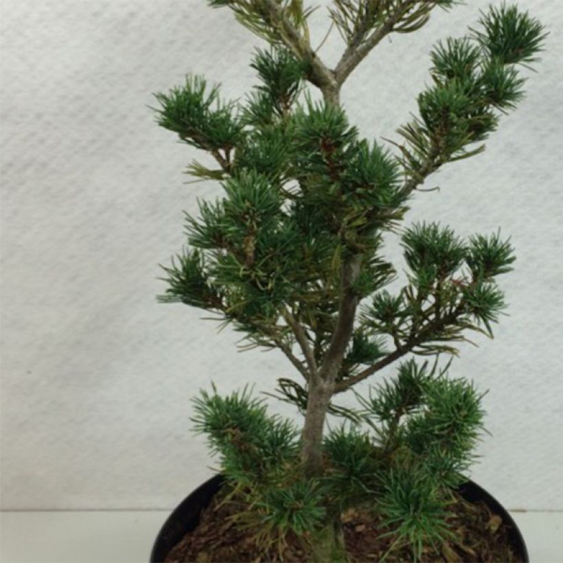 Pinus parviflora Adcock's Pyramid - Pin blanc du Japon                (Feuillage)