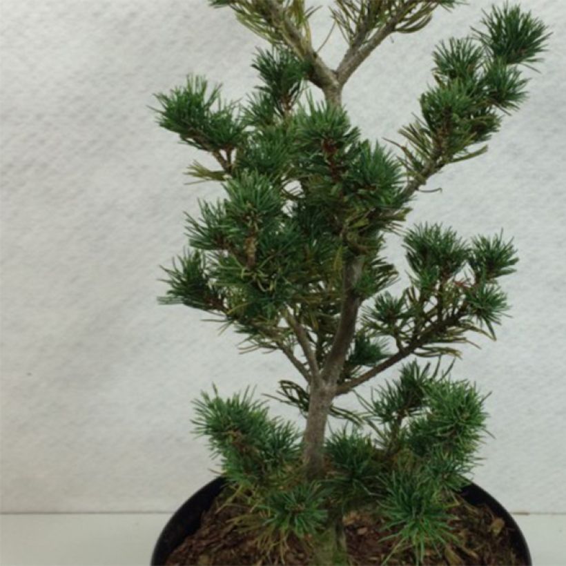 Pinus parviflora Adcock's Pyramid - Pin blanc du Japon (Feuillage)