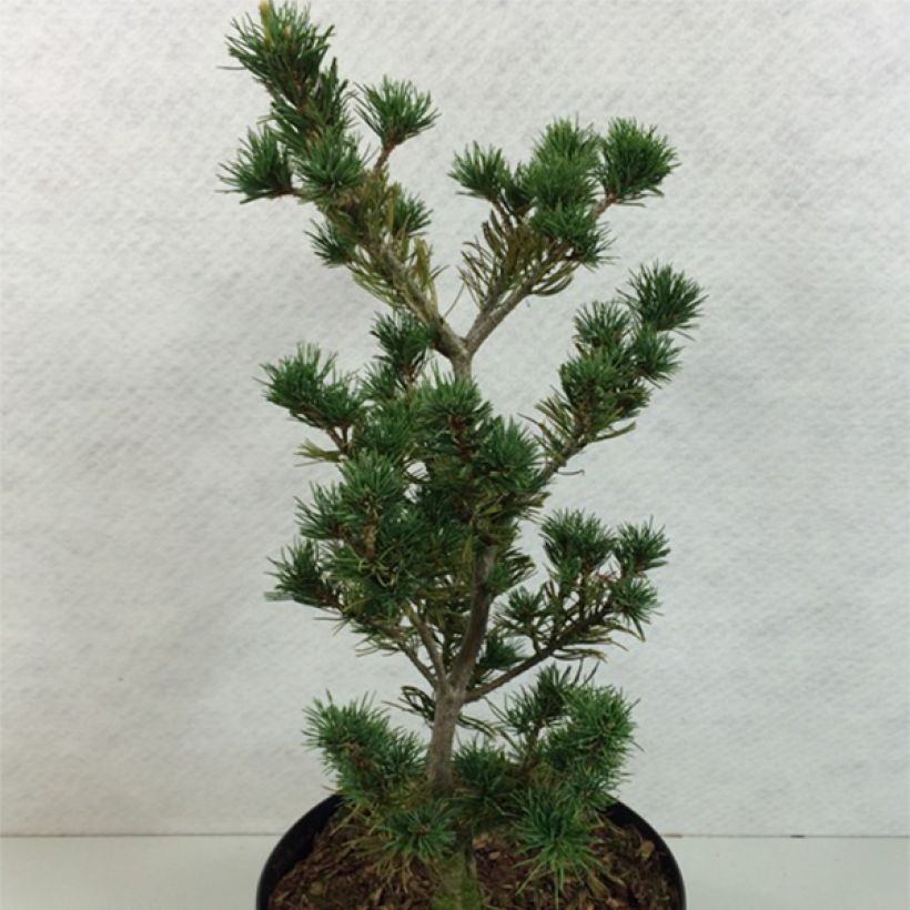 Pinus parviflora Adcock's Pyramid - Pin blanc du Japon                (Port)