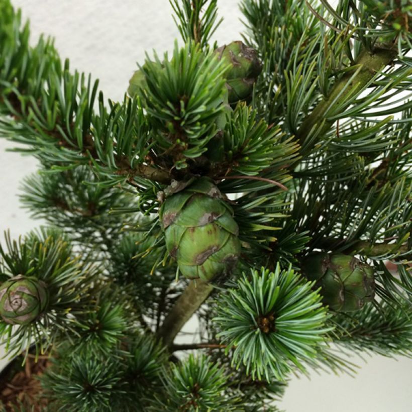 Pinus parviflora Azumi Goye - Pin blanc du Japon                     (Feuillage)