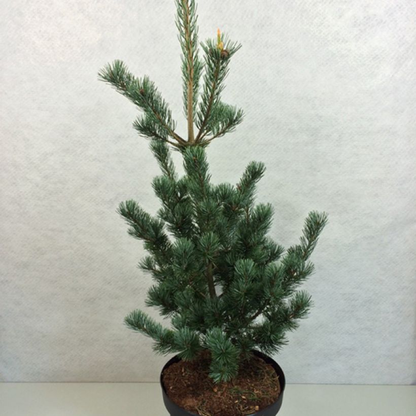 Pinus parviflora Azumi Goye - Pin blanc du Japon                     (Port)