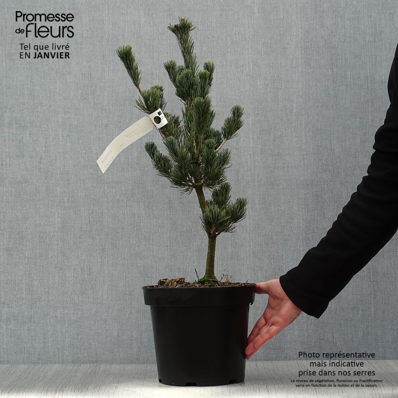 Spécimen de Pinus parviflora Azumi Goye - Pin blanc du Japon                     tel que livré en hiver