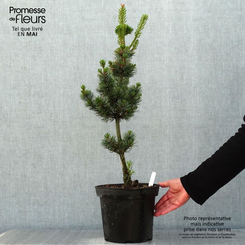 Spécimen de Pinus parviflora Azumi Goye - Pin blanc du Japon                     tel que livré au printemps