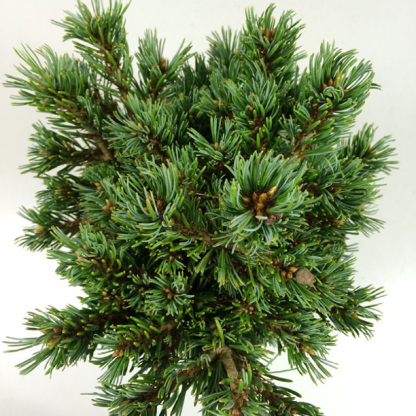 Pinus parviflora Beran - Pin blanc du Japon                           (Feuillage)