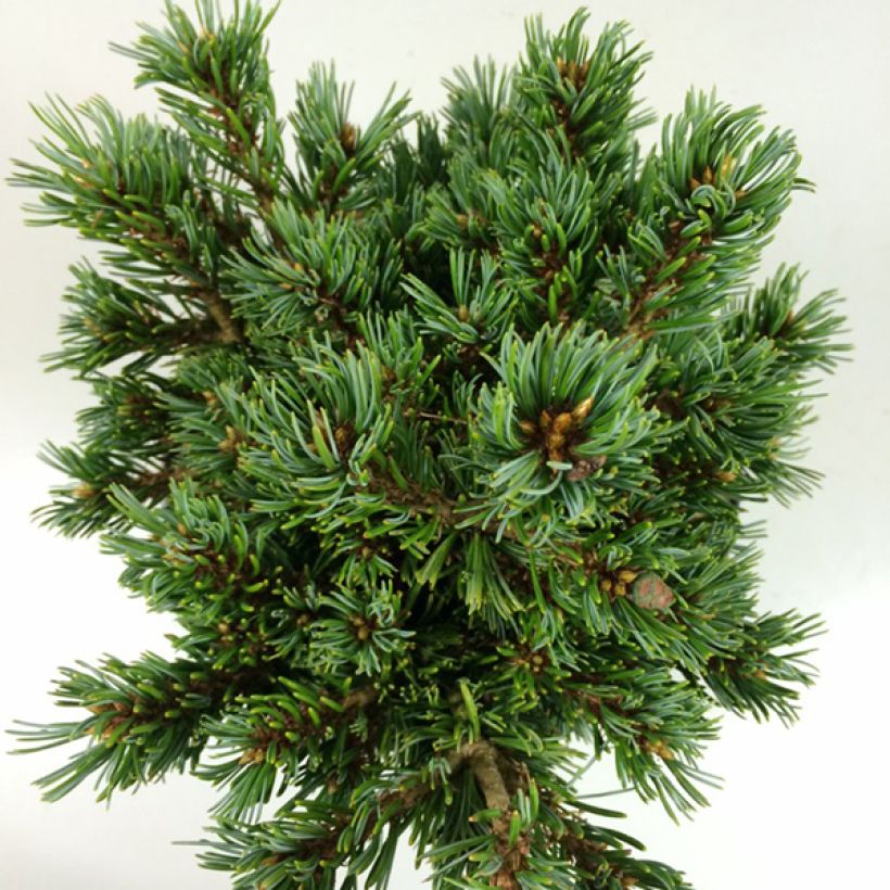 Pinus parviflora Beran - Pin blanc du Japon (Feuillage)