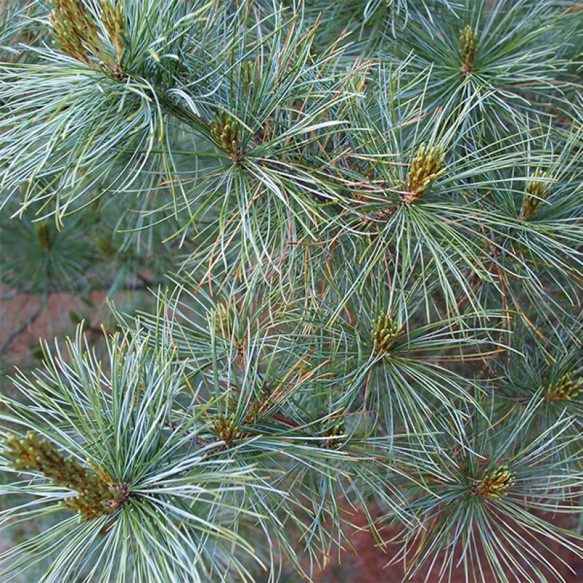 Pin blanc du Japon - Pinus parviflora Bergman                       (Feuillage)