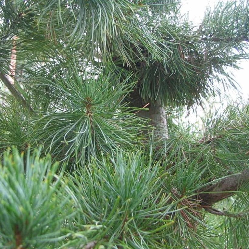 Pinus parviflora Glauca - Pin blanc du Japon (Feuillage)