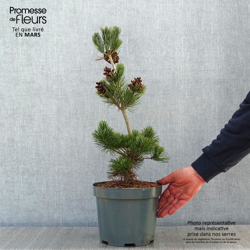 Spécimen de Pinus parviflora Glauca - Pin blanc du Japon tel que livré en hiver