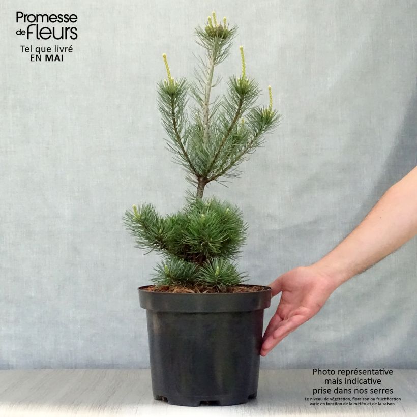 Spécimen de Pinus parviflora Glauca - Pin blanc du Japon tel que livré au printemps