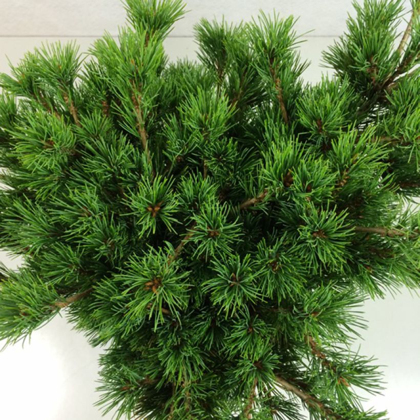 Pin blanc du Japon - Pinus parviflora Kokuho                      (Feuillage)