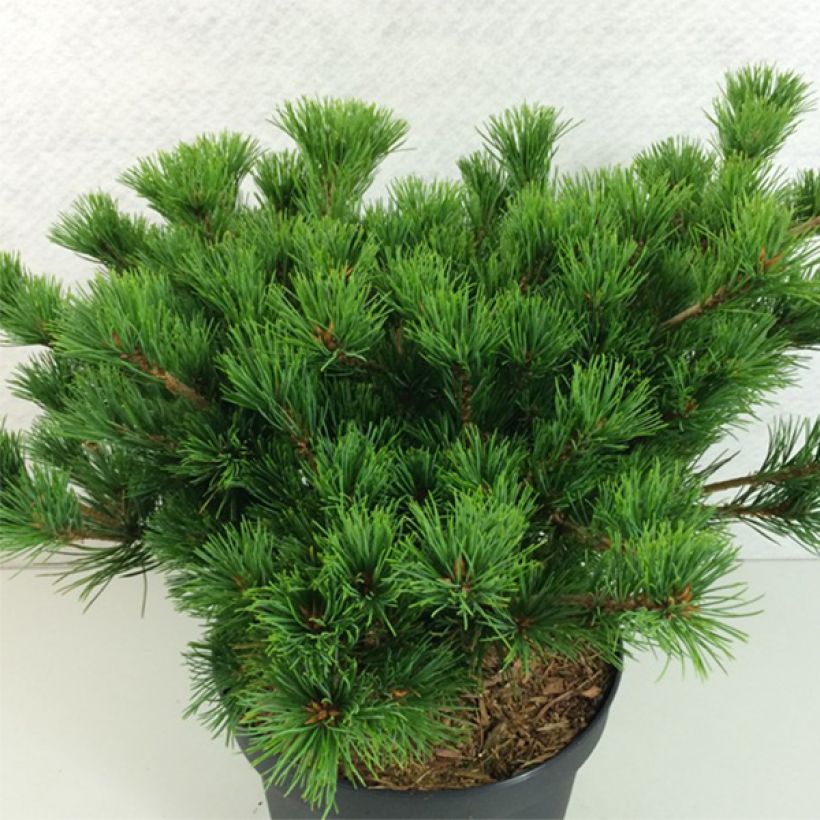 Pin blanc du Japon - Pinus parviflora Kokuho                      (Port)