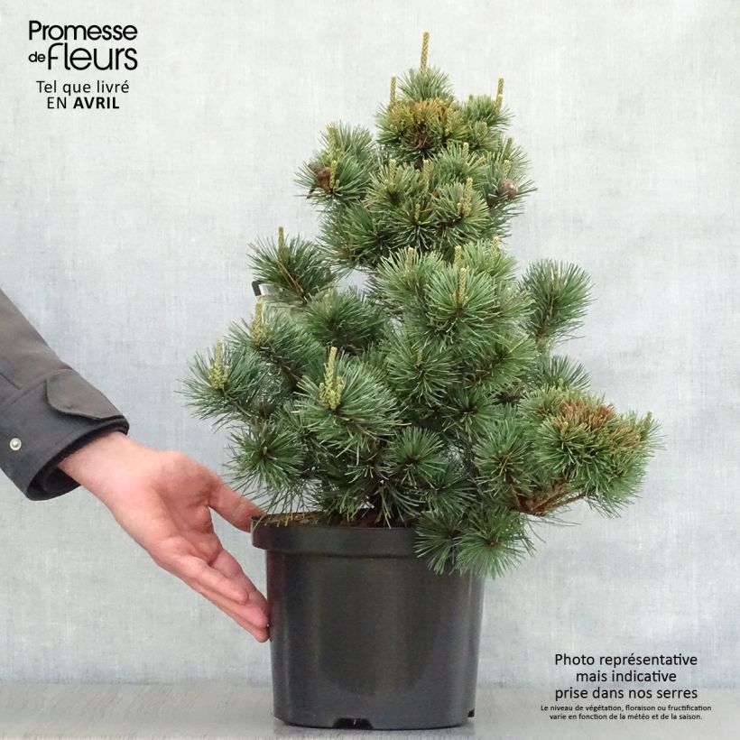 Spécimen de Pinus parviflora Negishi - Pin blanc japonais Pot de 4L/5L tel que livré au printemps