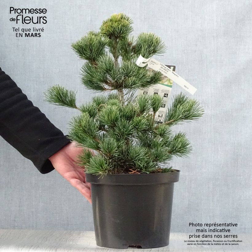 Spécimen de Pinus parviflora Negishi - Pin blanc japonais tel que livré en printemps