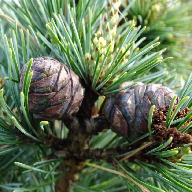 Pinus parviflora Negishi - Pin blanc japonais (Récolte)