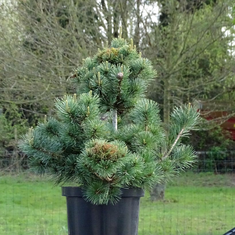 Pinus parviflora Negishi - Pin blanc japonais (Port)