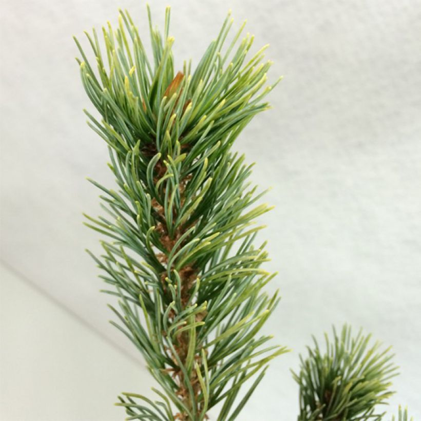 Pin blanc du Japon - Pinus parviflora Ogon Goye                      (Feuillage)