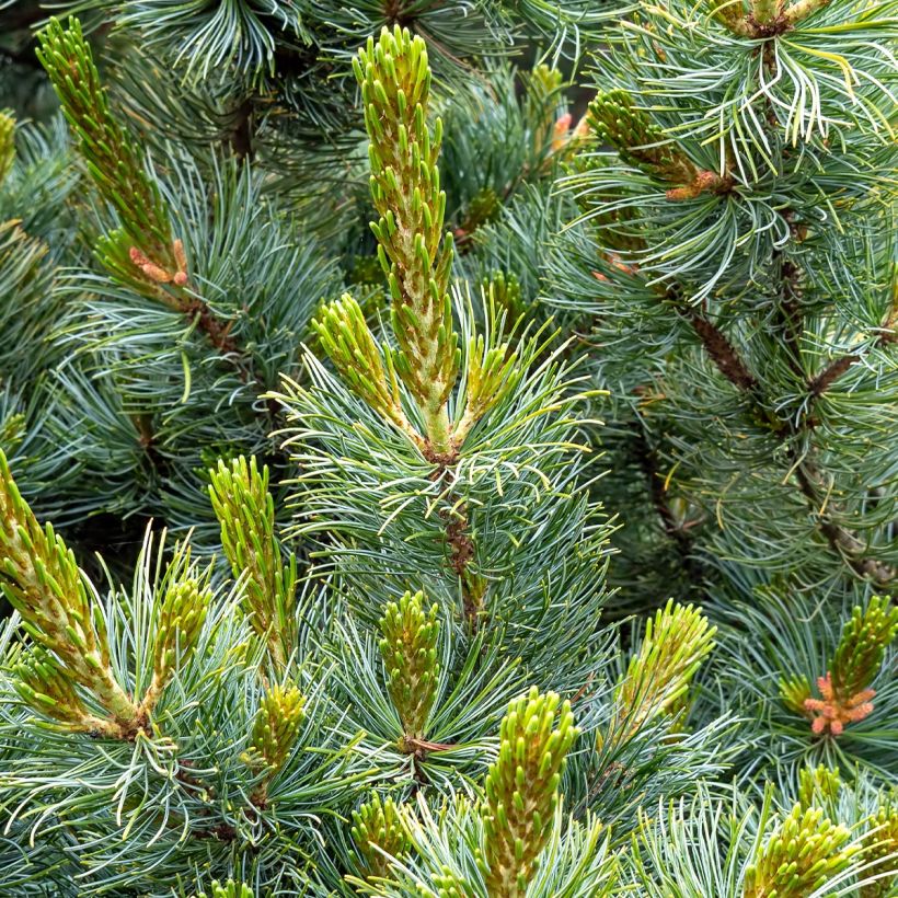 Pin blanc des japonais - Pinus parviflora Tempelhof (Feuillage)