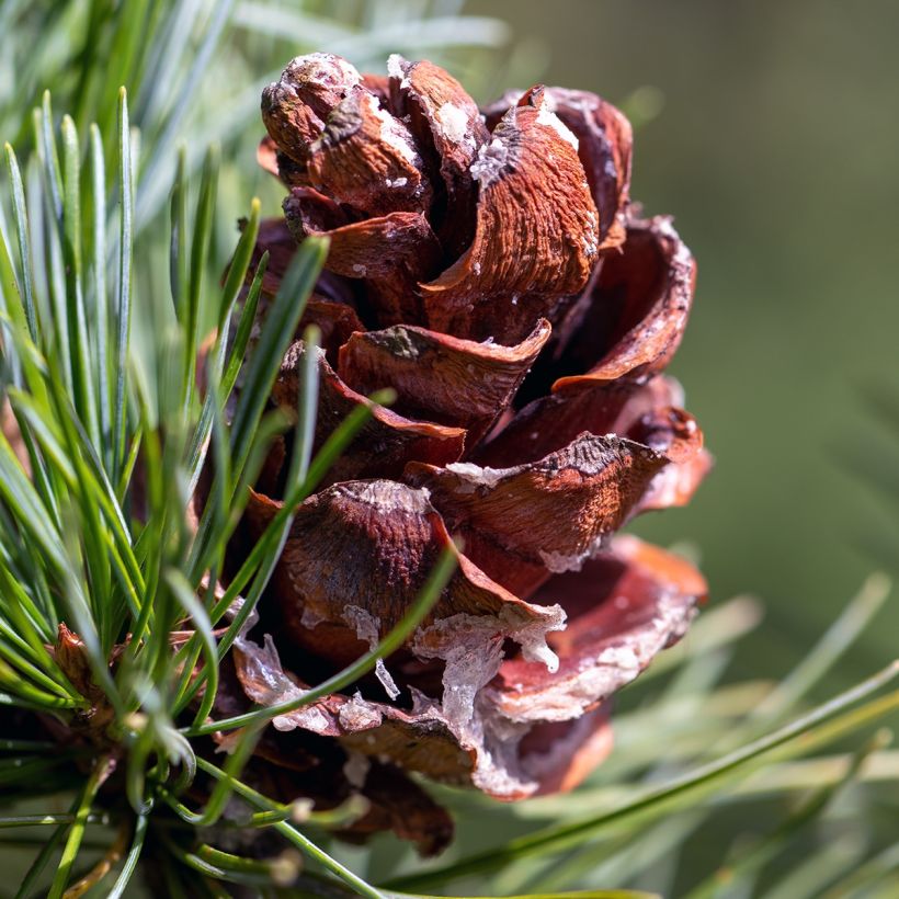 Pin blanc des japonais - Pinus parviflora Tempelhof (Récolte)