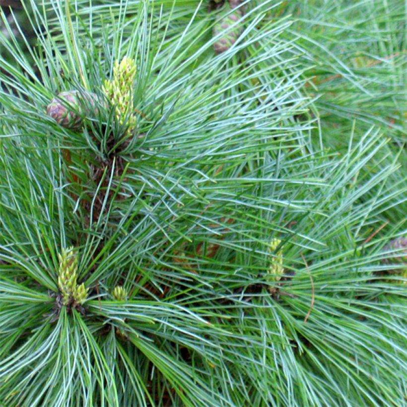 Pin de Macédoine - Pinus peuce                                  (Feuillage)