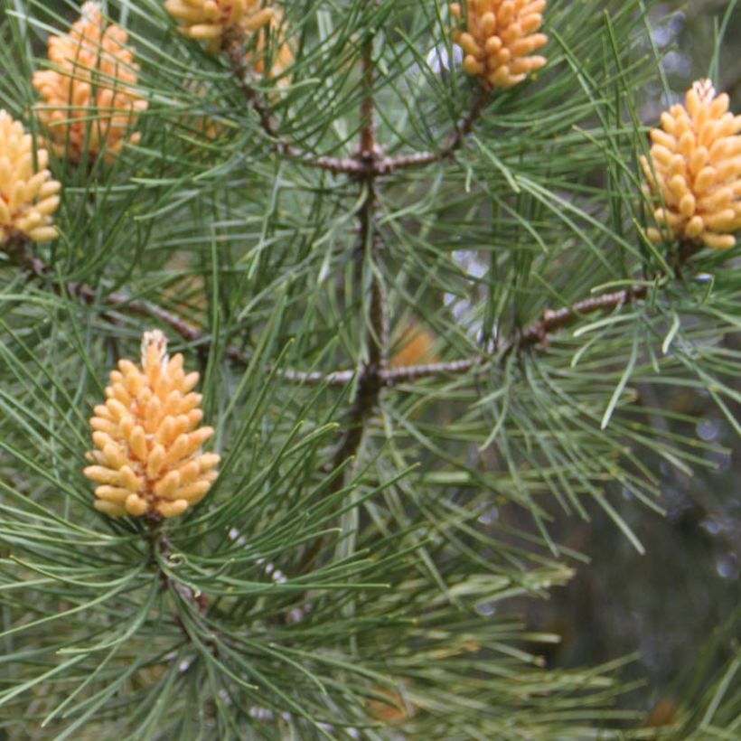 Pinus pinaster - Pin maritime (Feuillage)