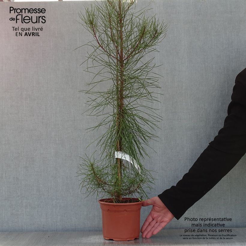 Spécimen de Pinus pinaster - Pin maritime tel que livré au printemps