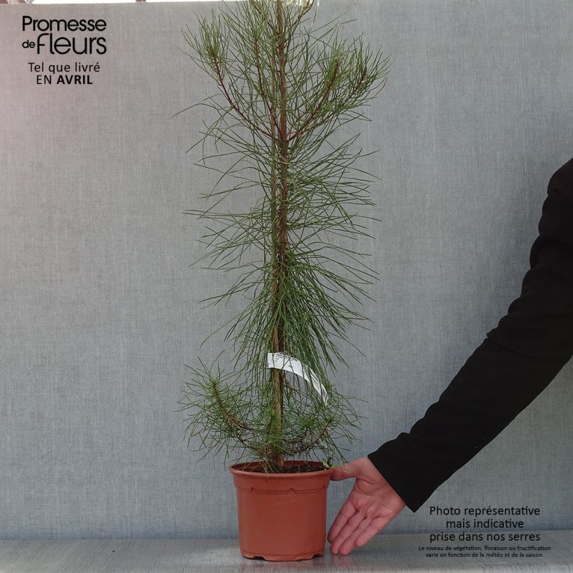 Spécimen de Pinus pinaster - Pin maritime pot de 3L tel que livré au printemps