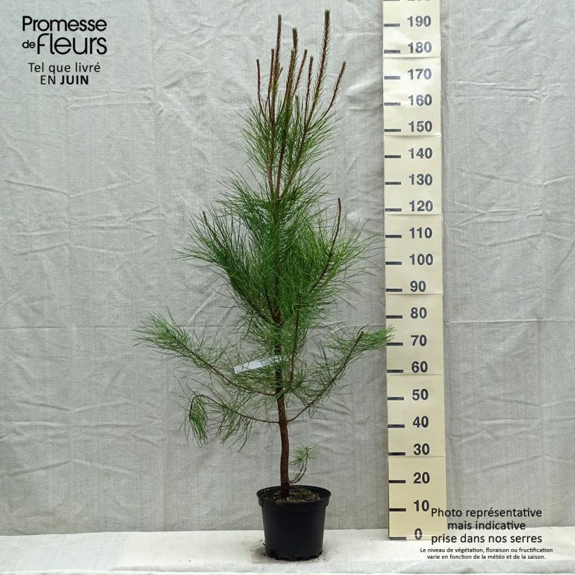 Spécimen de Pinus pinaster - Pin maritime pot de 10L tel que livré au printemps